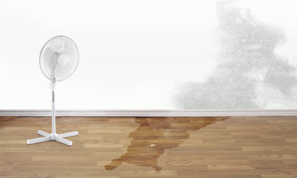 Best Flooded house restoration  in Westfield, MA